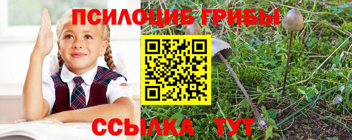 Галлюциногенные грибы Psilocybine cubensis Рославль